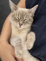 Lost Female Cat last seen SmartPawn pawnshop on Hwy 221, Spartanburg, SC 29303