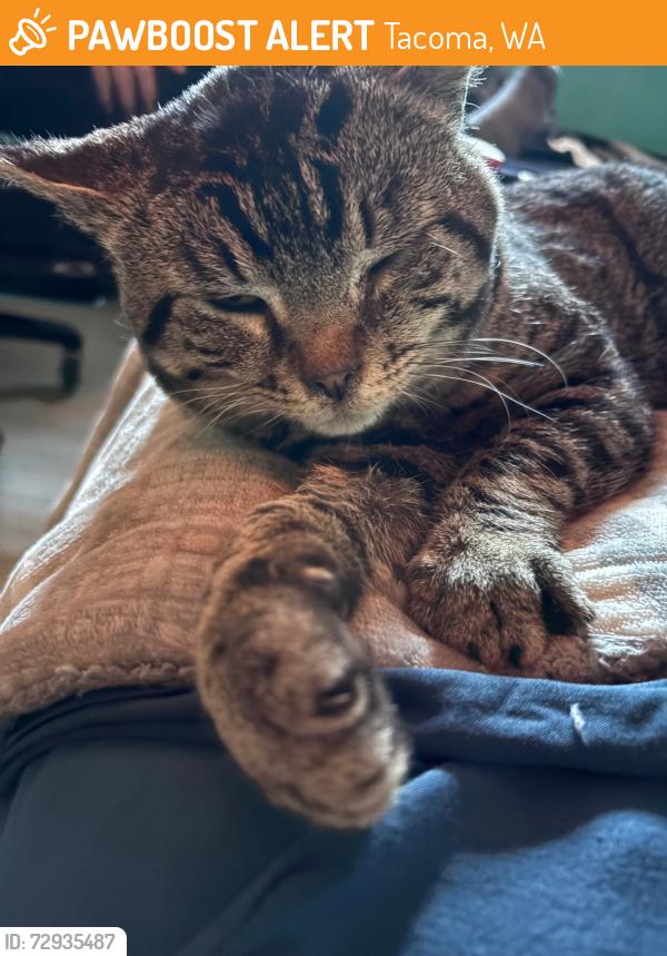 Found/Stray Male Cat last seen Golden Given Road East, Tacoma, WA 98445