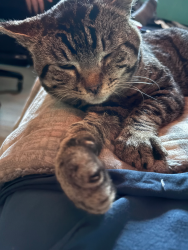 Found/Stray Male Cat last seen Golden Given Road East, Tacoma, WA 98445
