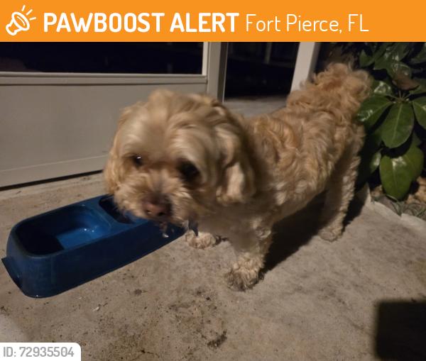Found/Stray Male Dog last seen Osceola Ave, Fort Pierce, FL 34982