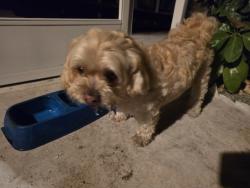 Found/Stray Male Dog last seen Osceola Ave, Fort Pierce, FL 34982