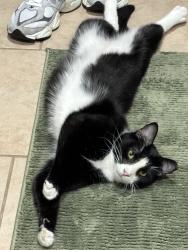 Reunited Male Cat last seen High Meadow Dr , Garland, TX 75040