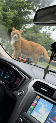 Lost Male Cat last seen Dedham Middle School, Dedham, MA 02026