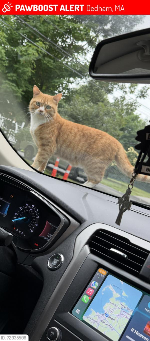 Lost Male Cat last seen Dedham Middle School, Dedham, MA 02026