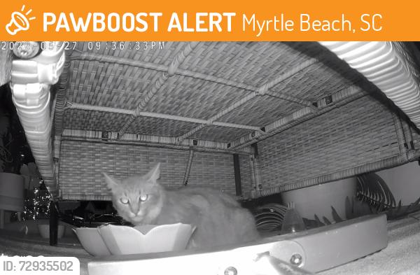Found/Stray Unknown Cat last seen The cottages at Myrtle Beach/Judah Street, Myrtle Beach, SC 29579