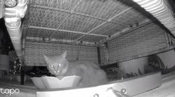Found/Stray Unknown Cat last seen The cottages at Myrtle Beach/Judah Street, Myrtle Beach, SC 29579