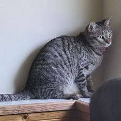 Reunited Female Cat last seen Saint Andrews and College Green, Elgin, IL 60123