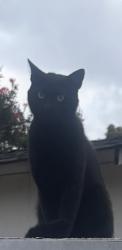 Found/Stray Unknown Cat last seen Oceanview Ave, Ocean view Terrace , Encinitas, CA 92024