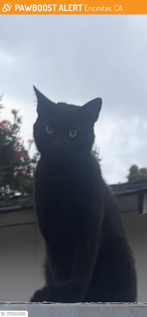 Found/Stray Unknown Cat last seen Oceanview Ave, Ocean view Terrace , Encinitas, CA 92024