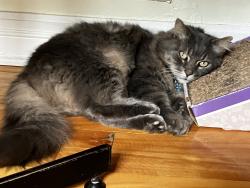 Reunited Female Cat last seen Morrison Avenue / Cambridge Rd, Mont-Royal, QC H3R 1K7
