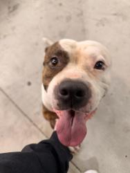 Found/Stray Male Dog last seen Rowlett, Houston, TX 77048