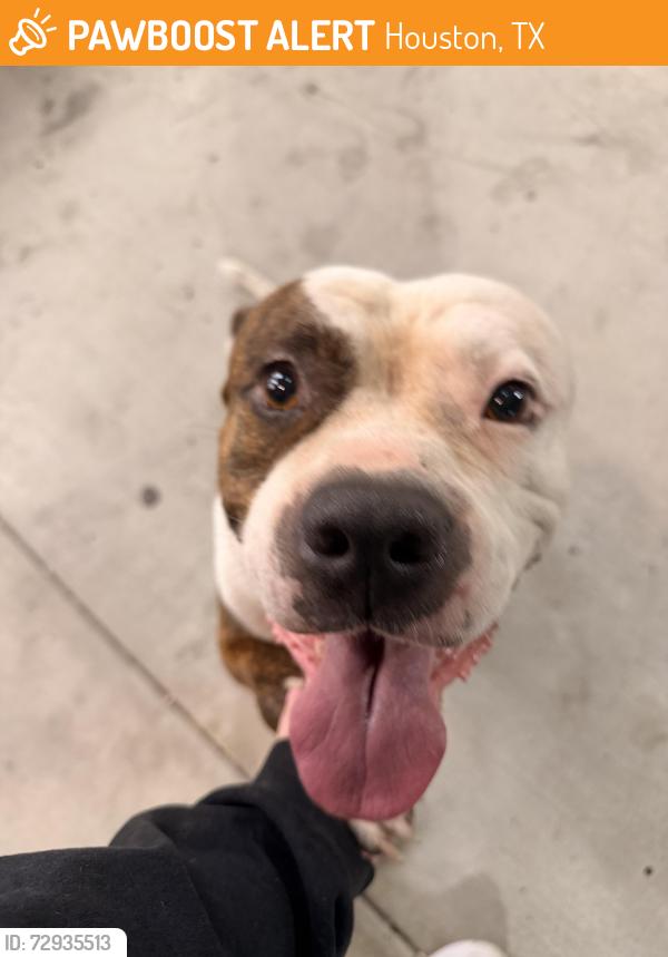 Found/Stray Male Dog last seen Rowlett, Houston, TX 77048