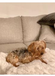 Lost Male Dog last seen 112th and 248th, Homestead, FL 33032