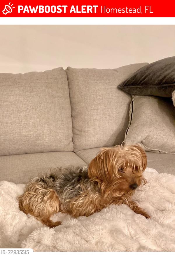 Lost Male Dog last seen 112th and 248th, Homestead, FL 33032