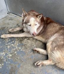 Reunited Male Dog last seen East Orange Animal Shelter , East Orange, NJ 07018