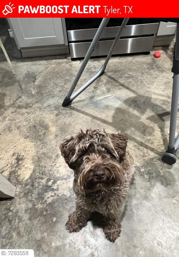 Lost Male Dog last seen Super 1 64, Tyler, TX 75702