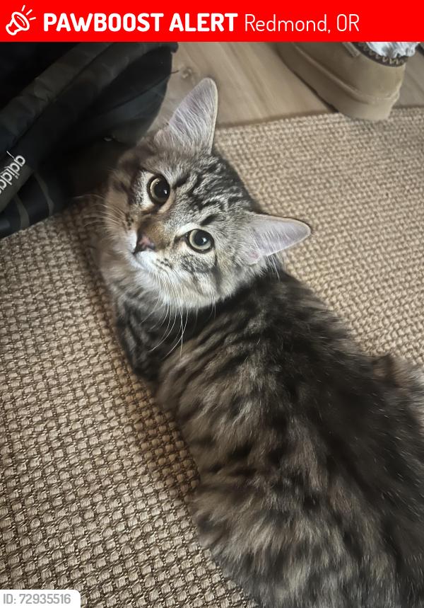 Lost Male Cat last seen Ridgeview high school , Redmond, OR 97756