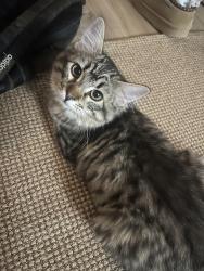 Lost Male Cat last seen Ridgeview high school , Redmond, OR 97756