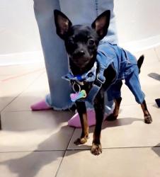 Lost Male Dog last seen Wayside, Houston, TX 77028