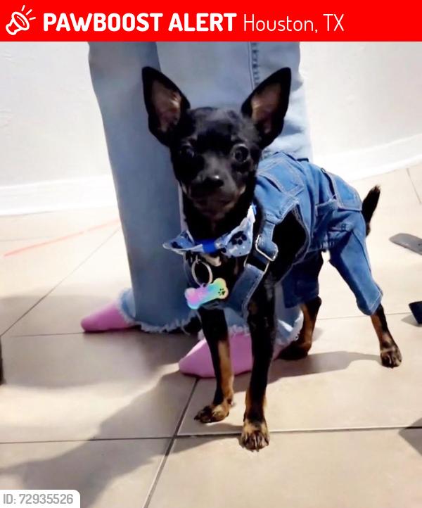 Lost Male Dog last seen Wayside, Houston, TX 77028