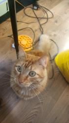 Lost Male Cat last seen Near southeast 60th street , SE 42nd ave snd SE 46th ave Rd, Ocala, FL 34480
