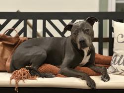 Reunited Female Dog last seen Spring Mill Ln and Spring Mill Rd, Indianapolis, IN 46260