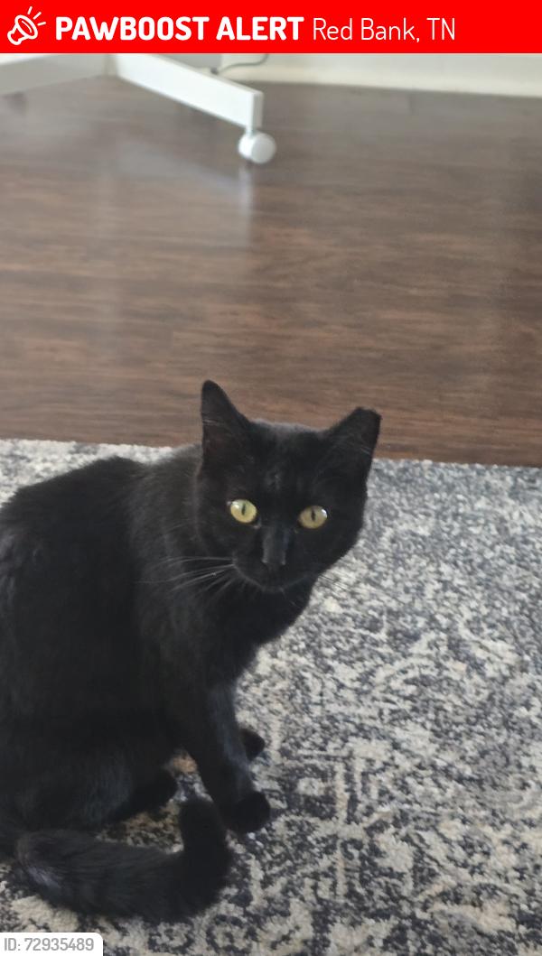 Lost Female Cat last seen Oakland and Crissy, Red Bank, TN 37415