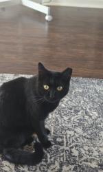 Lost Female Cat last seen Oakland and Crissy, Red Bank, TN 37415