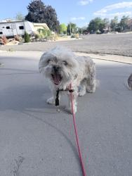 Found/Stray Unknown Dog last seen Laredo way and trail avenue , West Valley City, UT 84120