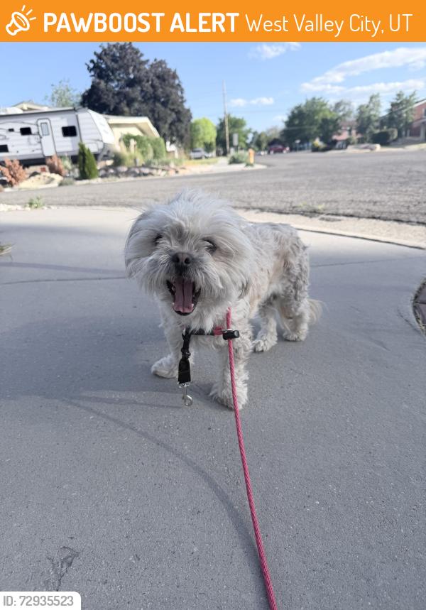 Found/Stray Unknown Dog last seen Laredo way and trail avenue, West Valley City, UT 84120