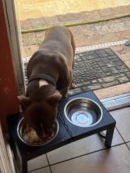 Reunited Male Dog last seen Orange and Gview  , The Acreage, FL 33470