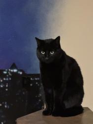 Lost Male Cat last seen 10th and Hidden springs , Boise, ID 83714