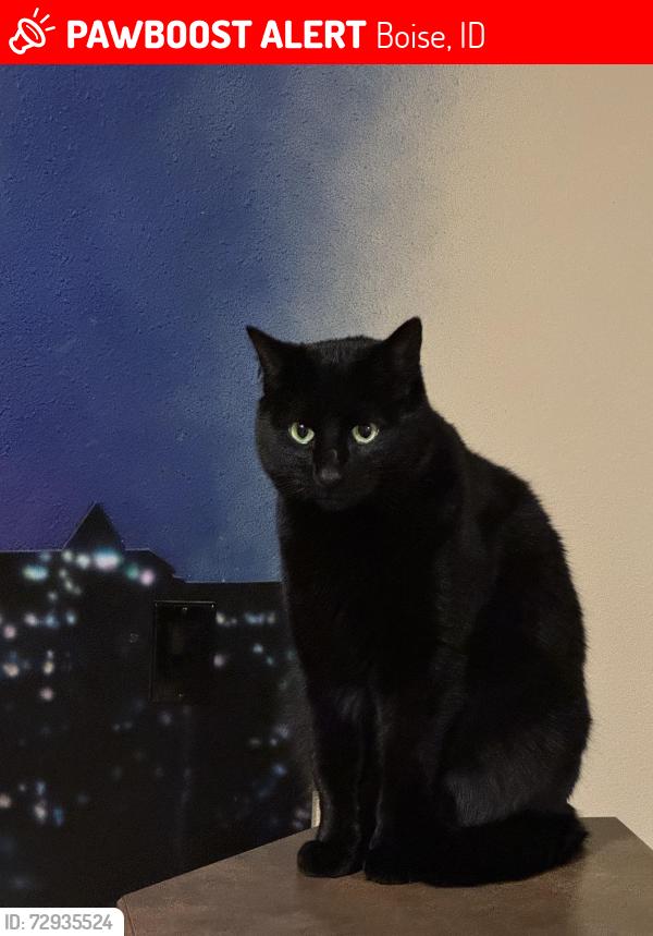Lost Male Cat last seen 10th and Hidden springs , Boise, ID 83714