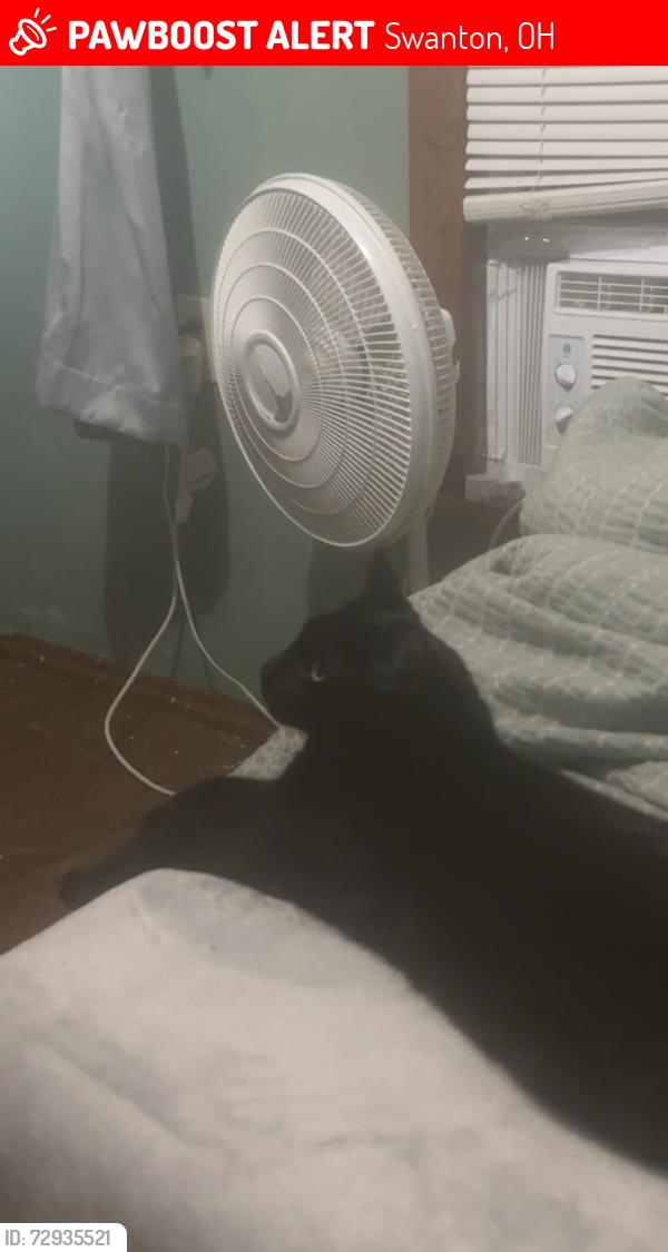 Lost Male Cat last seen Archabold Whitehouse road , Swanton, OH 43558