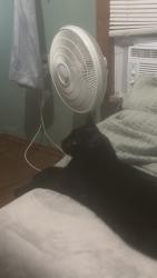 Lost Male Cat last seen Archabold Whitehouse road , Swanton, OH 43558