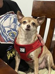 Found/Stray Female Dog last seen Lake Gifford Way off Avalon near Dendy, Orange County, FL 32830