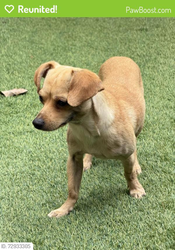 Reunited Male Dog last seen MKT, Houston, TX 77007