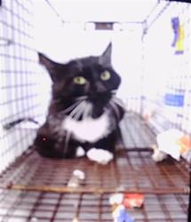 Shelter Stray Unknown Cat last seen CHARLOTTE, Charlotte, NC 28217
