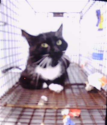 Shelter Stray Unknown Cat last seen CHARLOTTE, Charlotte, NC 28217