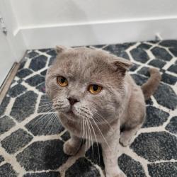 Lost Male Cat last seen Medora Dr. and the surrounding streets-roughly three miles in either direction. , North Highlands, CA 95660