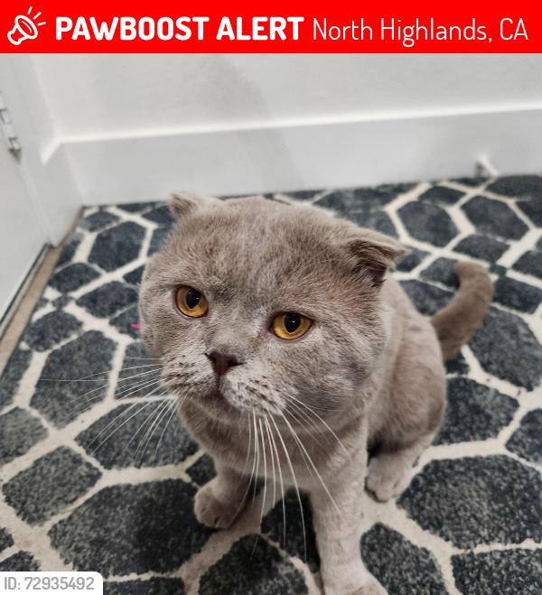 Lost Male Cat last seen Medora Dr. and the surrounding streets-roughly three miles in either direction. , North Highlands, CA 95660