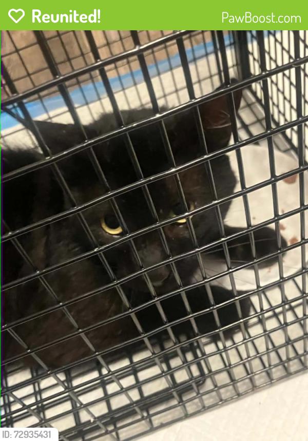 Reunited Male Cat last seen Park Ave , Copperas Cove, TX 76522