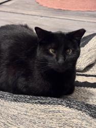 Reunited Male Cat last seen Neosho and Alexander Street, St. Louis, MO 63116