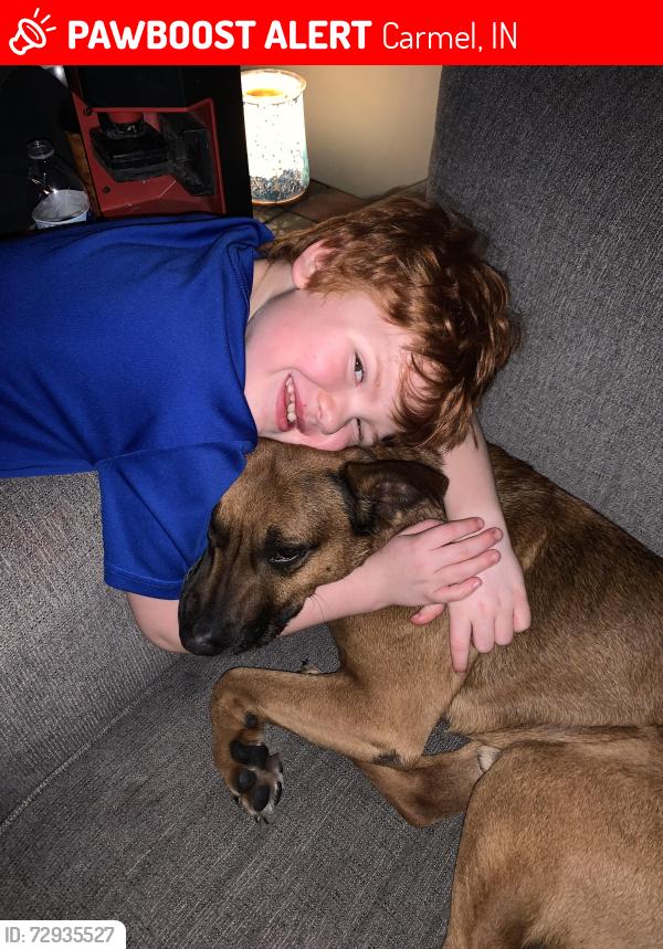 Lost Male Dog last seen Guilford and main st Carmel Indiana , Carmel, IN 46032
