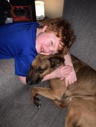 Lost Male Dog last seen Guilford and main st Carmel Indiana , Carmel, IN 46032