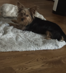 Reunited Male Dog last seen Franklin ST NE, Washington, DC 20018