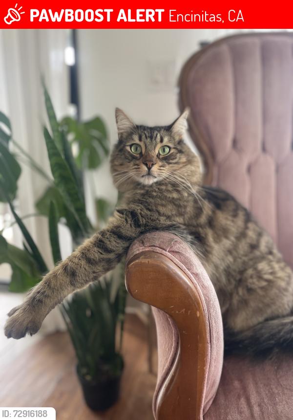 Lost Male Cat last seen Saxony , Encinitas, CA 92024
