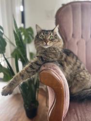 Lost Male Cat last seen Saxony , Encinitas, CA 92024