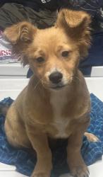 Lost Male Dog last seen Near Fairmount Hwy SE, Calhoun, GA 30701