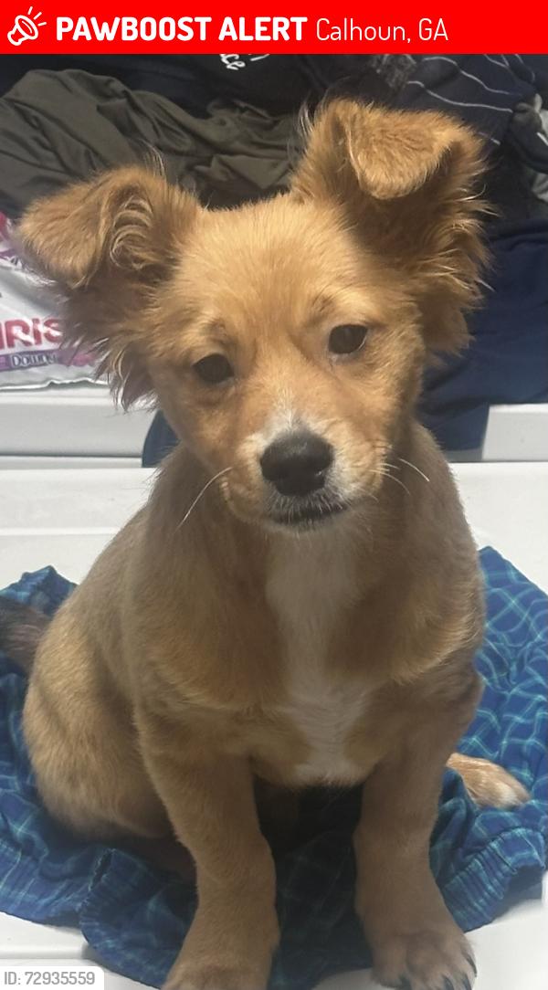 Lost Male Dog last seen Near Fairmount Hwy SE, Calhoun, GA 30701